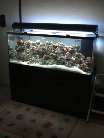 125 gallon Reef
